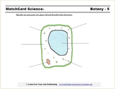 Plant And Cell Worksheet