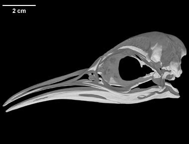 Digimorph - Aptenodytes forsteri (Emperor Penguin)