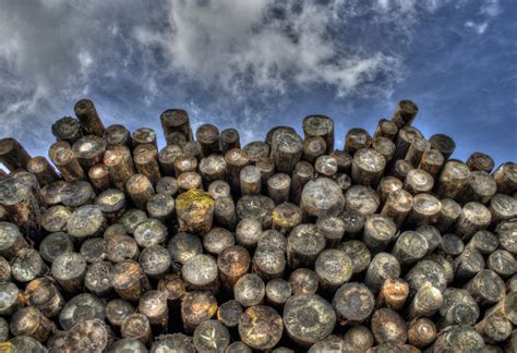 Firewood Varieties: Best Types of Firewood - The Forestry Pros