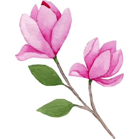 Magnolia Flower, floral Clip art Element Transparent Background ...