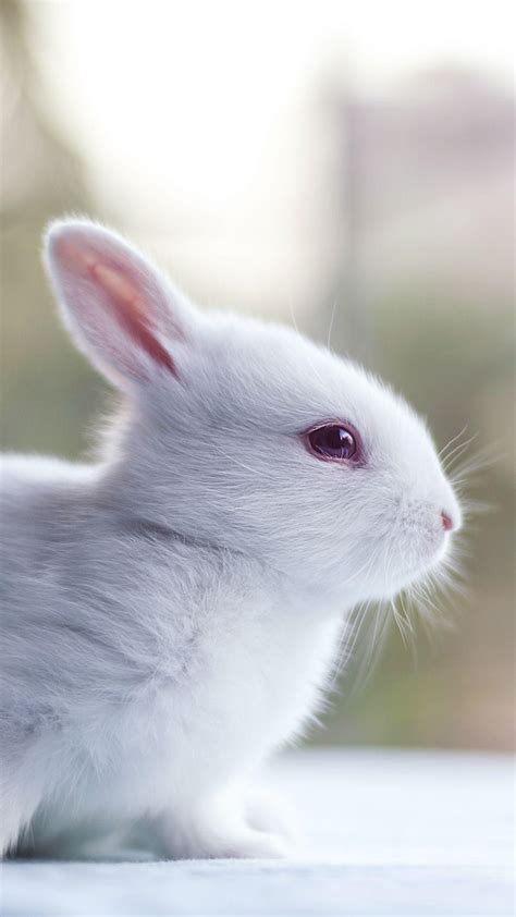 Rabbit iPhone Wallpapers - Top Free Rabbit iPhone Backgrounds - WallpaperAccess