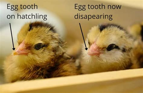 Do Birds Have Teeth: No, but Here’s Why Beaks Are Better