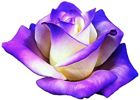 Clipart roses purple, Clipart roses purple Transparent FREE for download on WebStockReview 2024