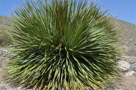 Free photo: Yucca Plant, Desert, Plant, Natural - Free Image on Pixabay ...