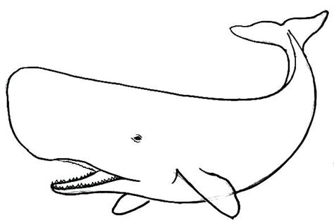 Sperm Whale Sketch at PaintingValley.com | Explore collection of Sperm Whale Sketch