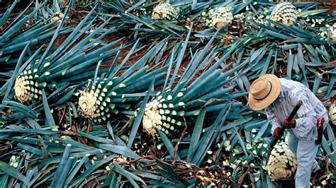 How Tequila Made From Agave Blue Agave Cultivation and Harvest Agave ...