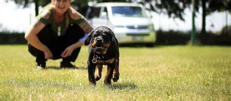 Rottweiler Puppy Training Tips - Mississippi Rottweilers