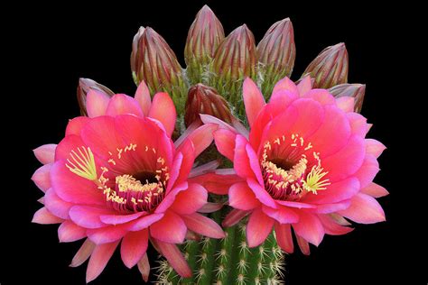 Echinopsis Cactus Blossoms Photograph by Dean Hueber | Fine Art America