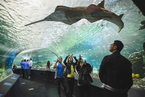 $130-million Ripley's Aquarium features sharks, eels, crabs and rays - Victoria Times Colonist