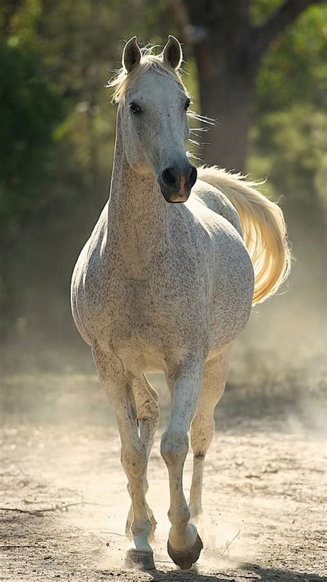 Arabian Horse Photo Gallery Wallpaper (53+ images)