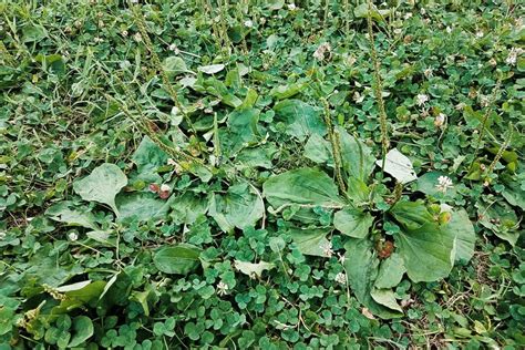 Find Out How To: Identify Common Illinois Lawn Weeds - Elite Lawn Care