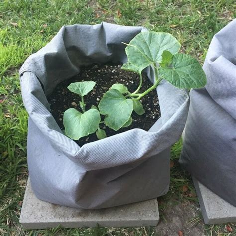 How to Make DIY Fabric Grow Bags | Diy grow bags, Grow bags, Garden boxes