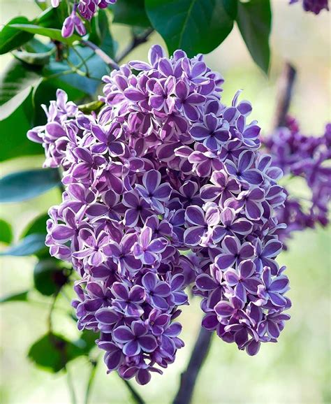 Sensation Lilac | Part sun perennials, Fragrant flowers, Lilac