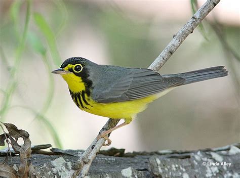 Magnolia Warbler - ID, Facts, Diet, Habit & More | Birdzilla