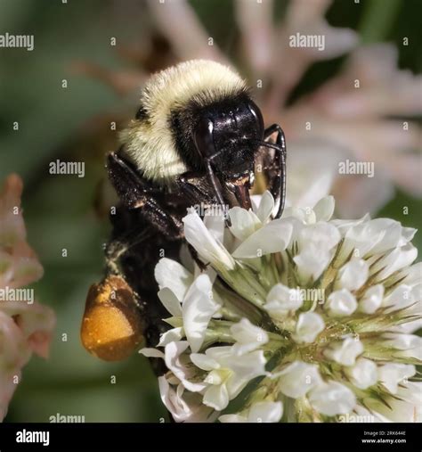 A female Common Eastern Bumble Bee (Bombus impatiens) pollinating a ...