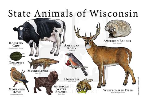 Wisconsin State Animals Poster Print | Etsy