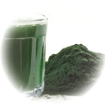 Chlorella, Powder (Chlorella vulgaris) - Dried Herb - Gaia Garden Herbal Dispensary