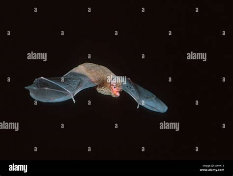 Soprano Pipistrelle Bat, Pipistrellus pygmaeus. In flight with open ...