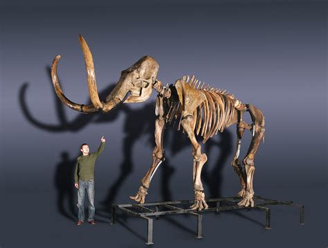 Russian woolly mammoth skeleton (Mammuthus primigenius) photos — PaleoArt.com