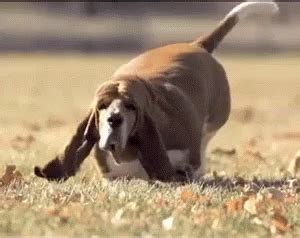 The popular Fat Dog GIFs everyone's sharing