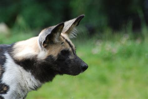 African Wild Dog Free Stock Photo - Public Domain Pictures