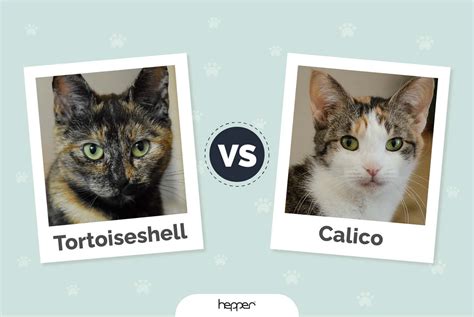 Tortoiseshell Cat vs Calico Cat: Coat Patterns Explained | Hepper