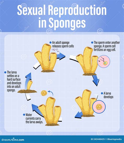 How do sponges move - maiopreview