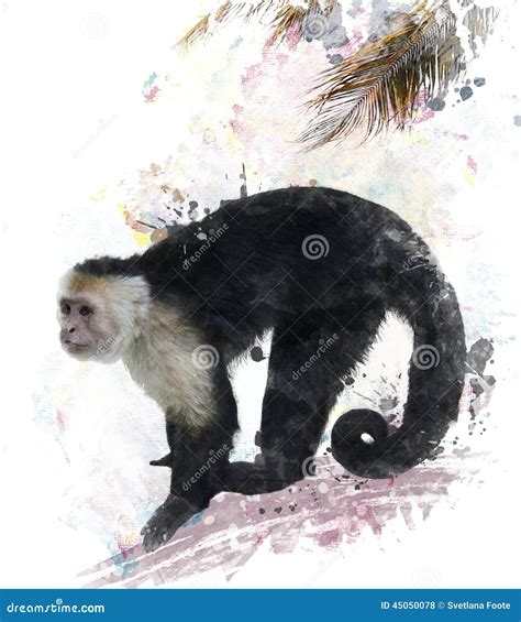 Capuchin Monkey Cartoon Vector | CartoonDealer.com #83342857