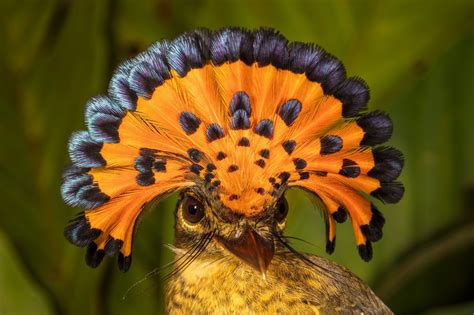 Amazonian royal flycatcher | Wildlife conservation society, Flycatcher, Bird photography