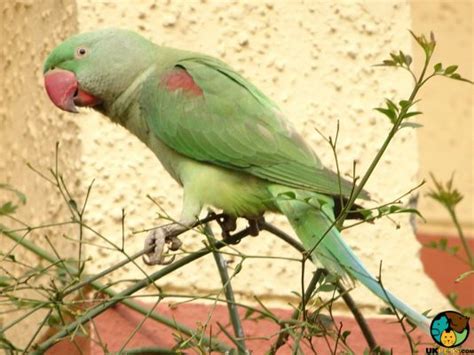 Alexandrine Parrot Bird Breed | UKPets