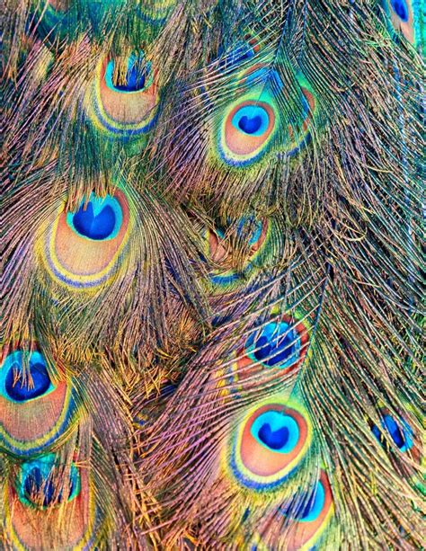 Indian Male Peacock Feathers in Closeup Stock Image - Image of blue, indian: 178873581