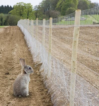 Rabbit Proof Garden Fencing | LoveToKnow