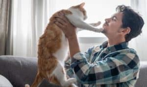 How to Pick Up a Cat Properly - An Ultimate Guide for Pet Lovers