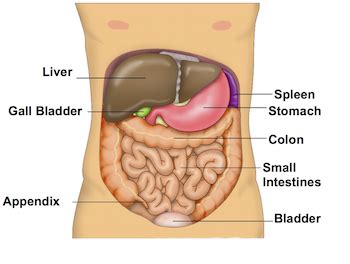 Chyme | Definition, Production & Function - Lesson | Study.com