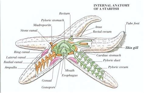 MARINE BIOLOGY - SHINE: Virtual Dissection - Starfish