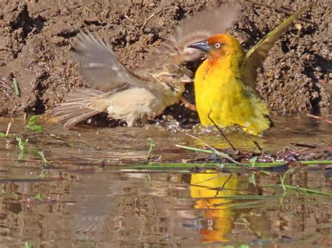 Weaver Bird - Free photo on Pixabay - Pixabay