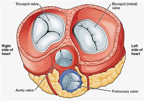 Understanding Heart Valve Disease | Knight Cardiovascular Institute | OHSU