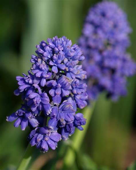 Grape Hyacinths: Plant Care and Collection of Varieties - Garden.org