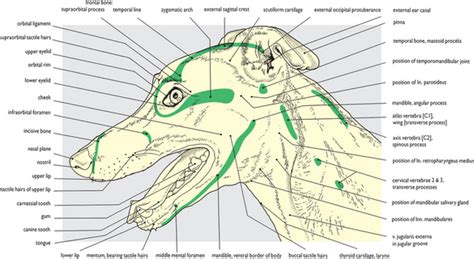 Dog Head Anatomy