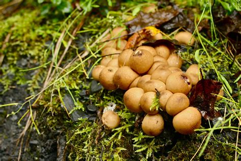 Mushrooms in Alaska - Photography by Emma Pardini | Alaska photography, Beautiful islands ...