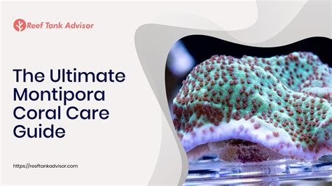 The Ultimate Montipora Coral Care Guide | Reef Tank Advisor