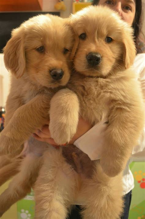 Cachorros Golden Retriever - $ 600.000 en Mercado Libre