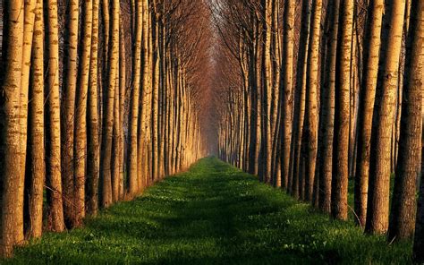 wallpaperew: Trees Road wallpaper