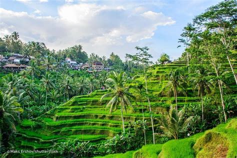 Ubud All-Inclusive Full-Day Tour 2024