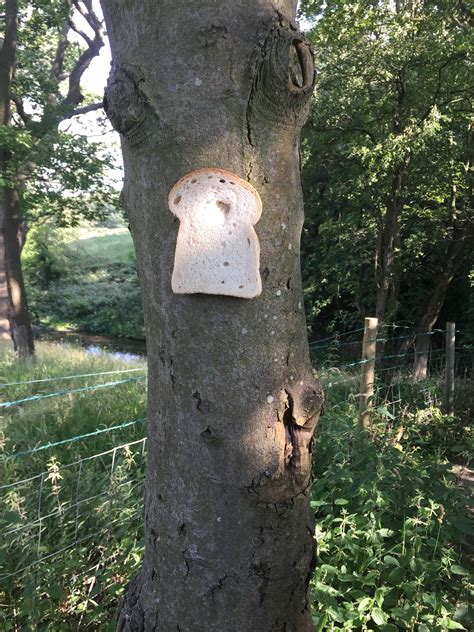 People are stapling bread to trees and sharing the photos on Reddit | Fox News