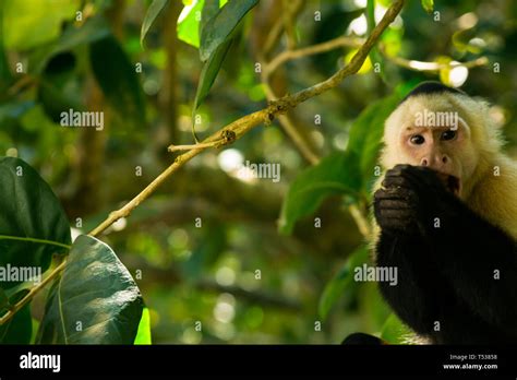 Monkey at the Jungle in Costa Rica Stock Photo - Alamy