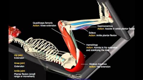 Tip: The Leg Press and Real Strength