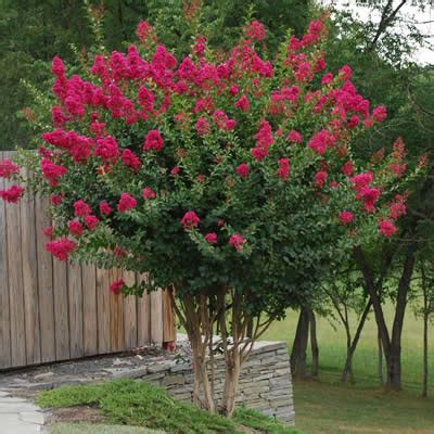 TONTO (8'-10' Watermelon Red Small Tree)