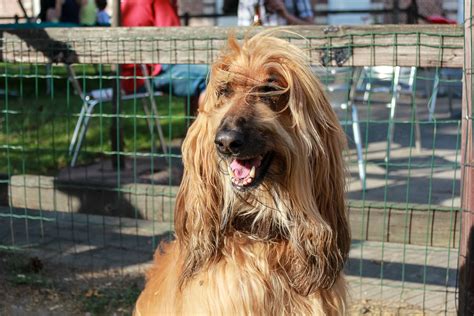 Afghan Hound: History, Temperament, Care, Training & more