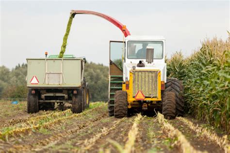 Harvesting Corn For Silage Stock Photo - Download Image Now - iStock